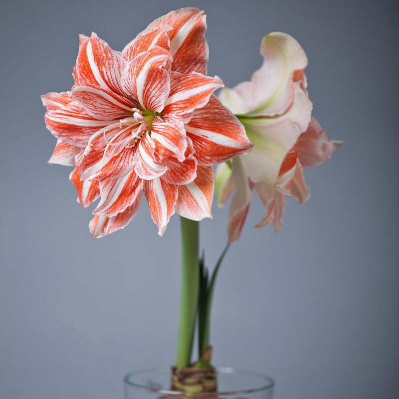 how do you store an amaryllis bulb