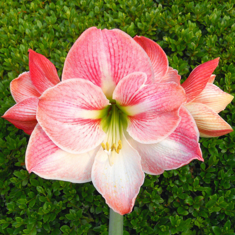 amaryllis bulbs for sale near me