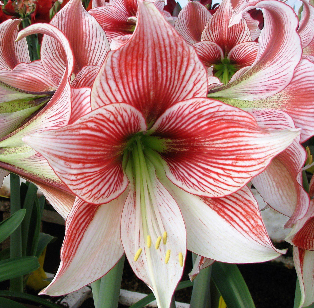 Pink Amaryllis Bulbs For Sale | Amaryllis Rosado - Cybister – Easy To