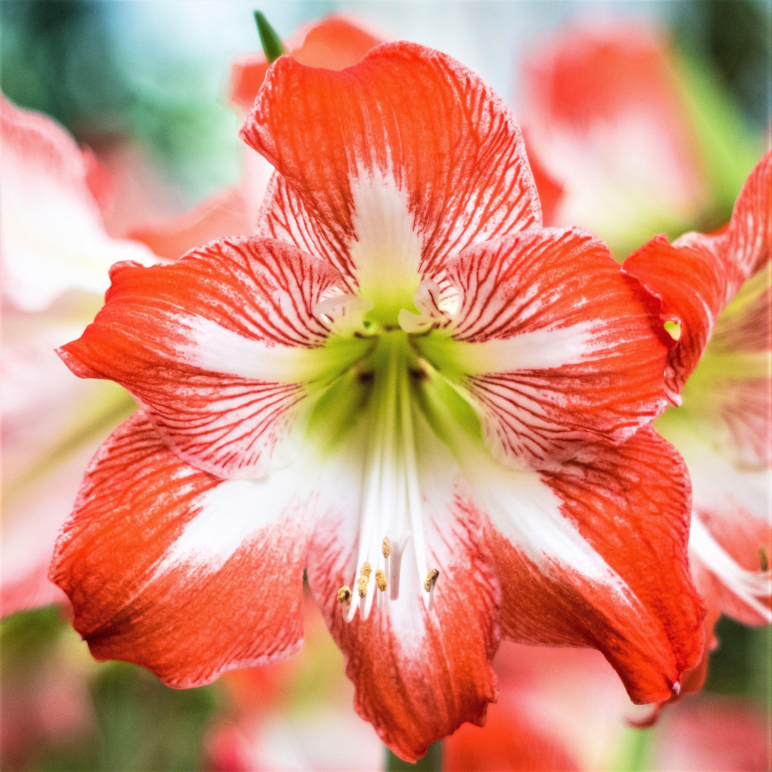 Amaryllis Red Collection | Amaryllis Bulbs at Dicsount – Easy To Grow Bulbs