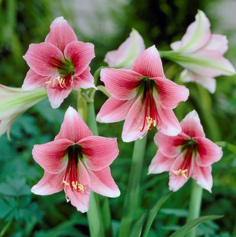 Amaryllis Bulbs for Sale – Easy To Grow Bulbs