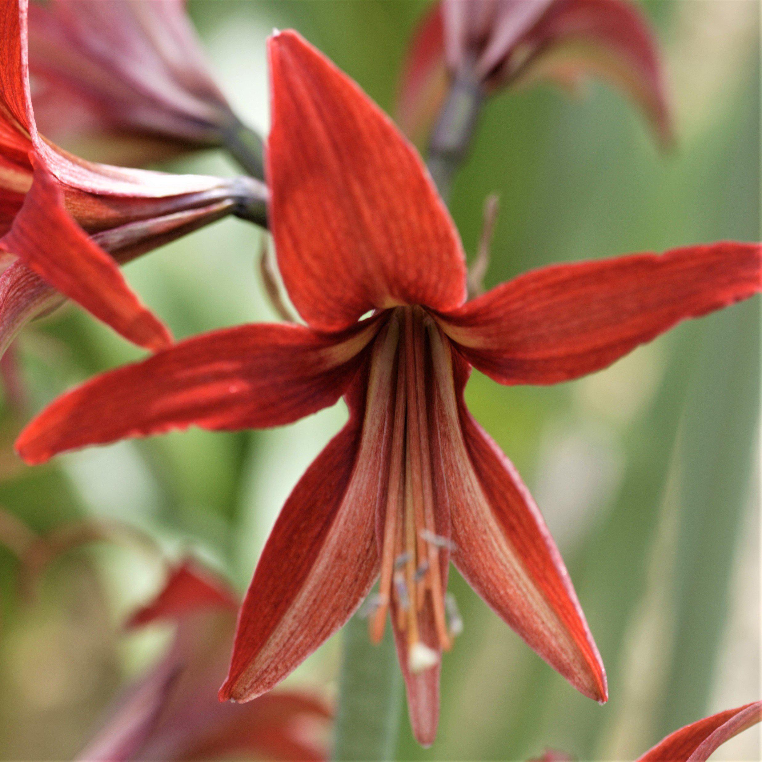 Exotic Amaryllis Sumatra Bulb | Rich Salmon Cybister Amaryllis – Easy