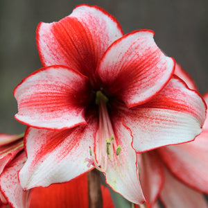 amaryllis temptation bulbs ruby wishlist