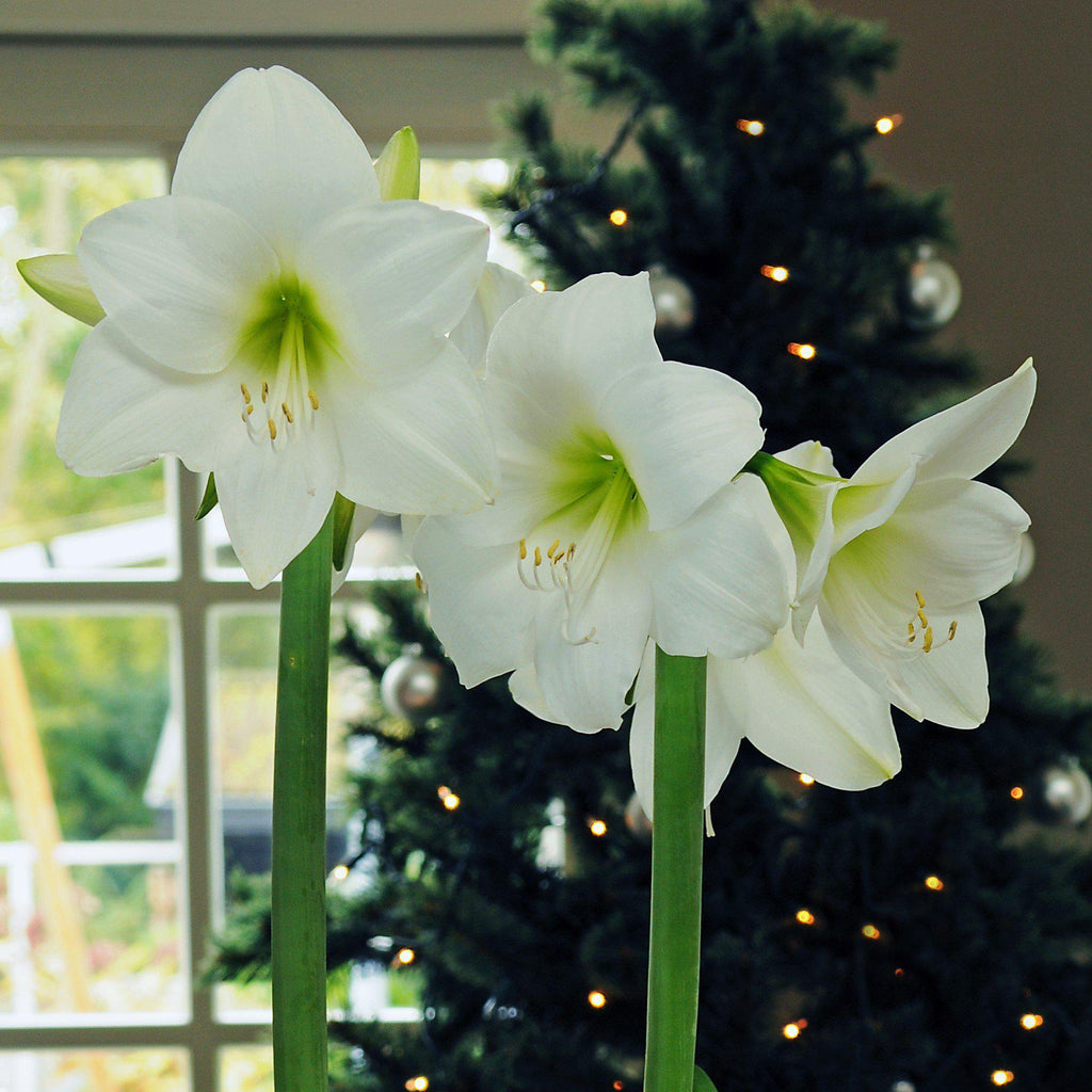 Amaryllis White Christmas Big White Amaryllis Blooms Easy To Grow Bulbs