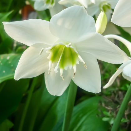 Gorgeous White Amazon Lily Bulbs for Sale Online | Eucharis – Easy To ...