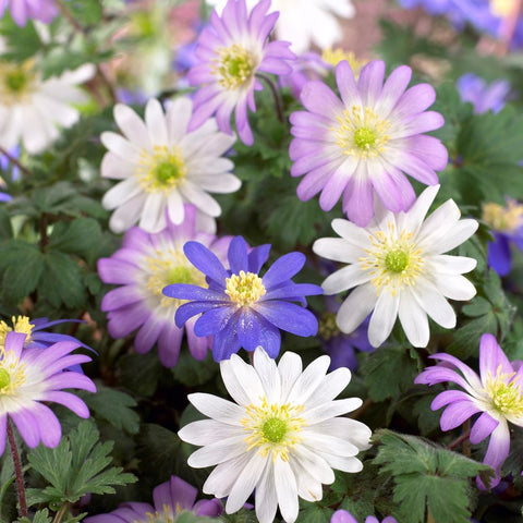 Purple Potatoes - Fad or Fabulous? – Easy To Grow Bulbs