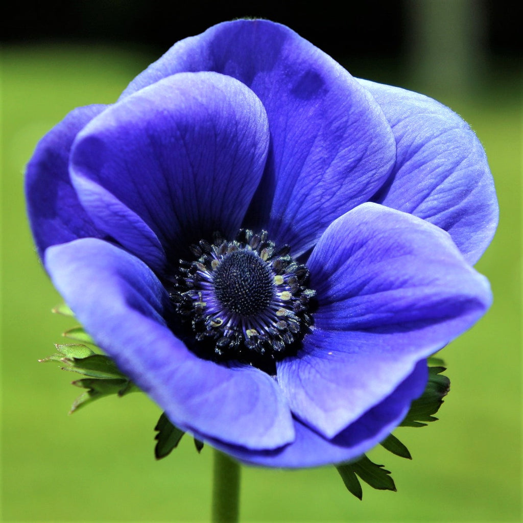 Clear Violet-Blue Aneмone BulƄs for Sale Online | Blue Poppy – Easy To Grow BulƄs