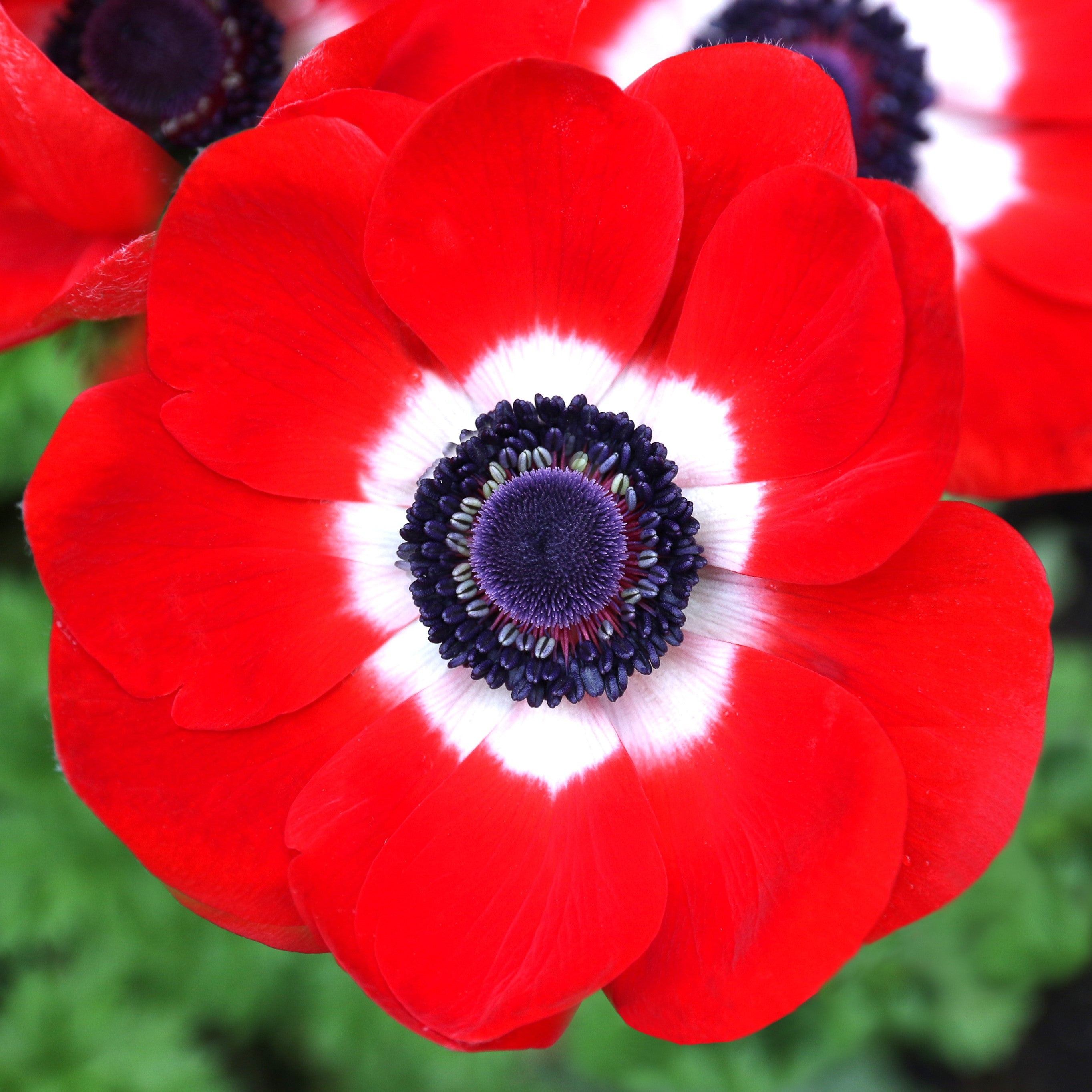 List 104+ Background Images Anemone Stunning