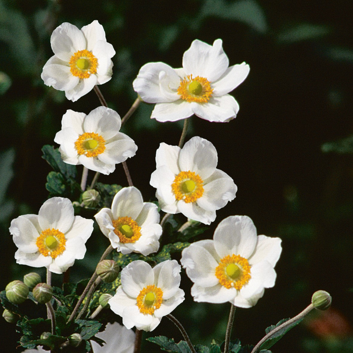 White Anemone Bare Root Plants for Sale | Honorine Jobert – Easy To Grow  Bulbs