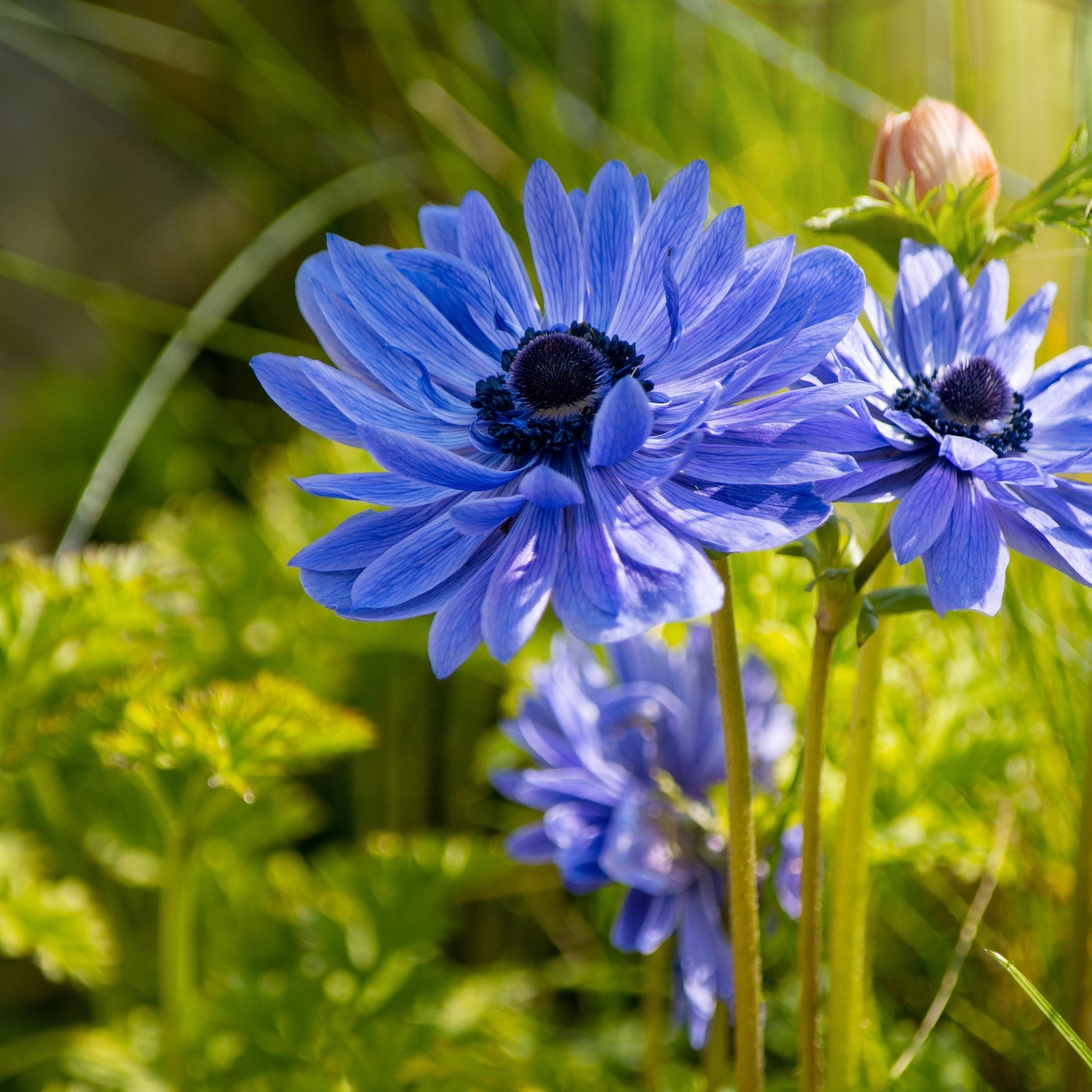 Beautiful Blue Anemone Bulbs For Sale | Lord Lieutenant – Easy To Grow Bulbs