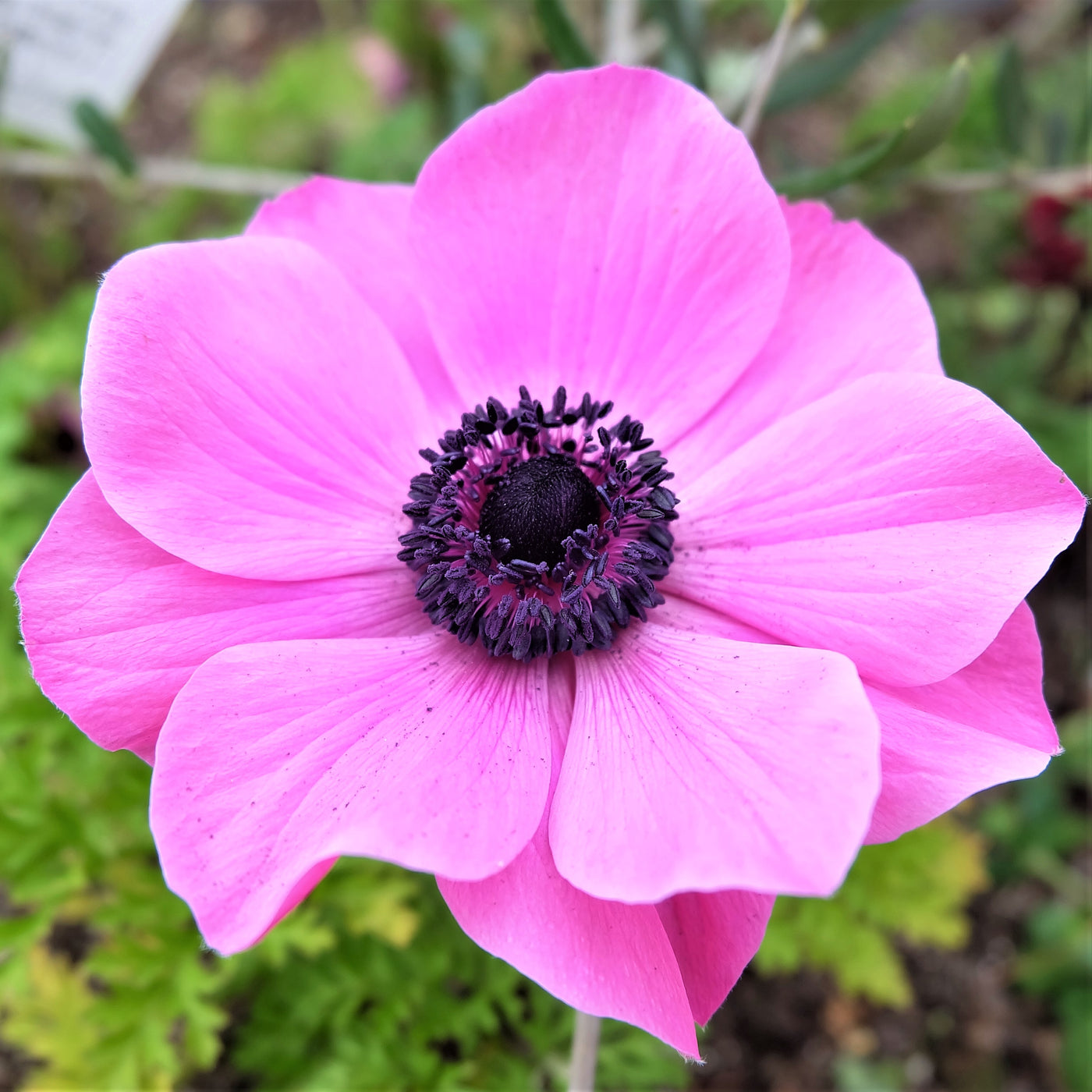 Risultati immagini per anemone