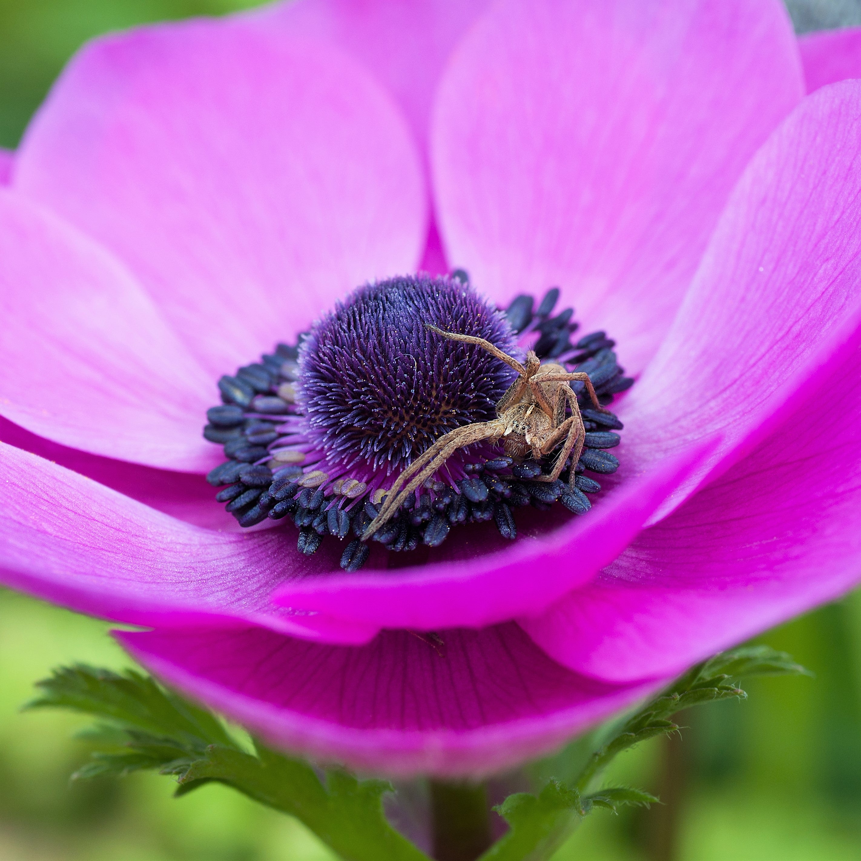 Anemone Rosea Bulbs Pink Anemone With Black Center Easy To Grow Bulbs