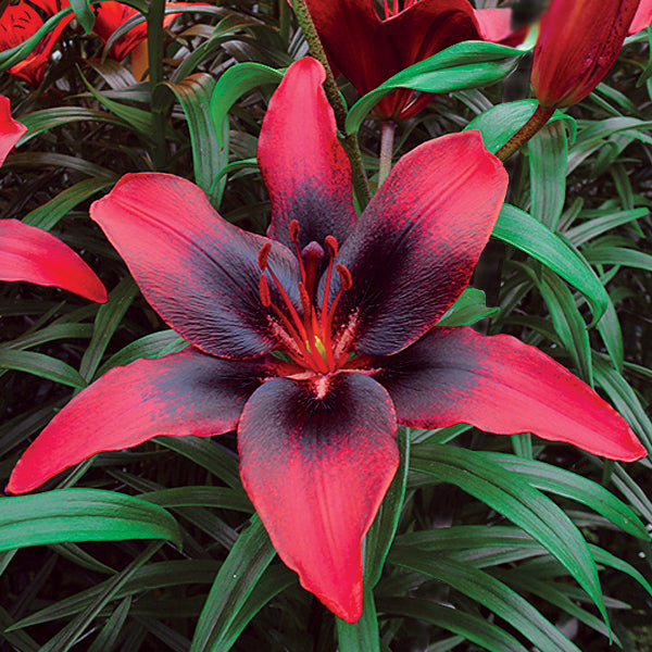 New Red Tango Lily Bulbs For Sale Online | London Heart – Easy To Grow Bulbs