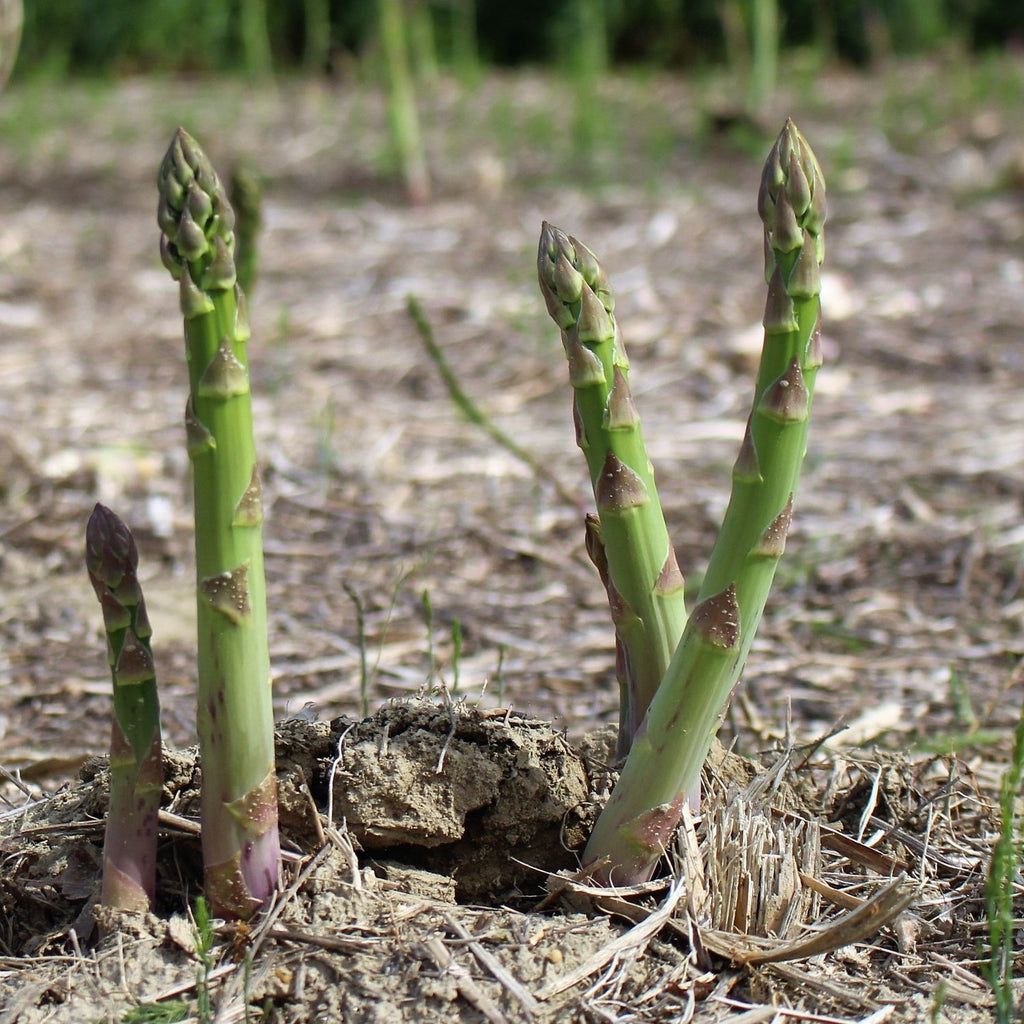 AwardWinning Asparagus Crowns for Sale Online Millennium Easy To