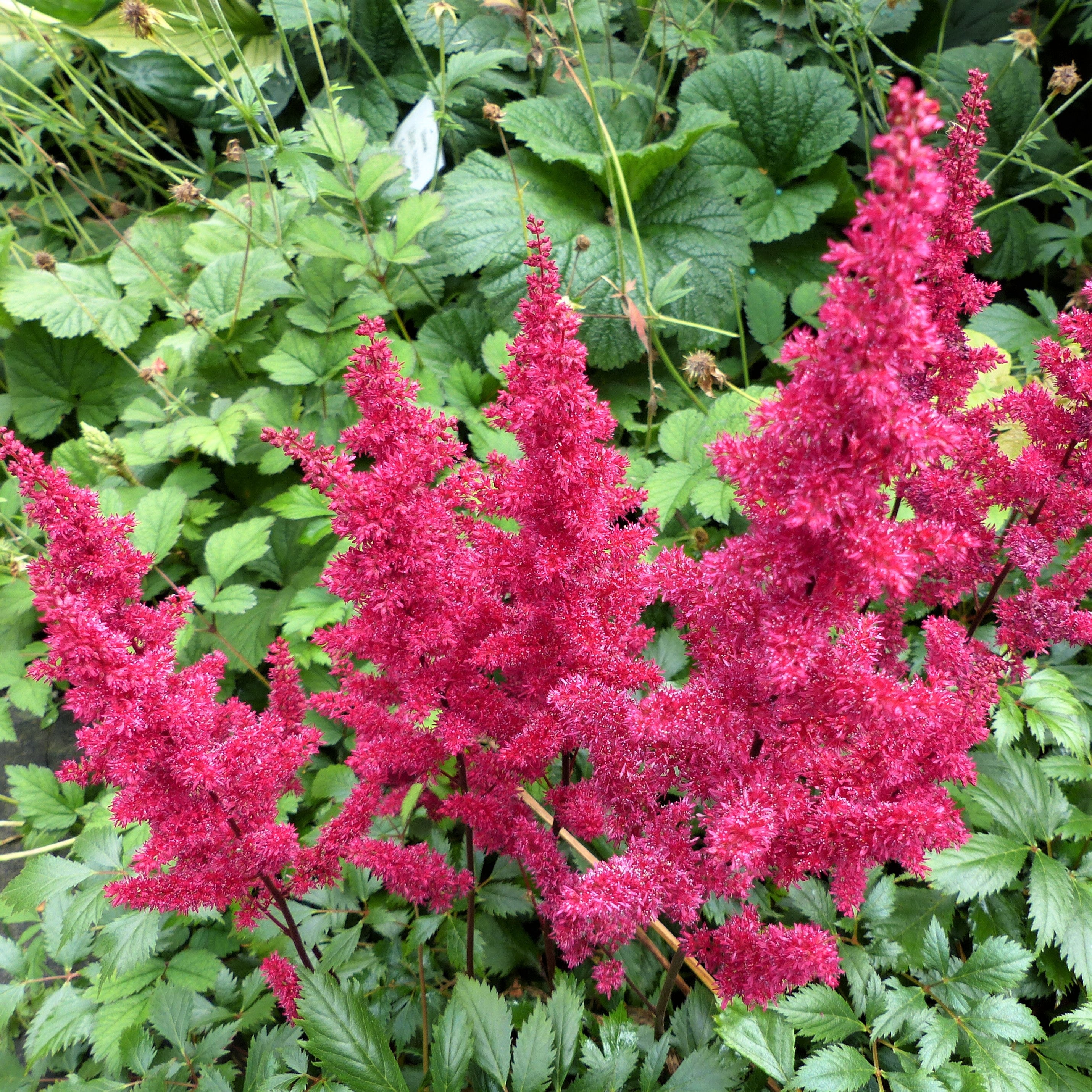 astilbe