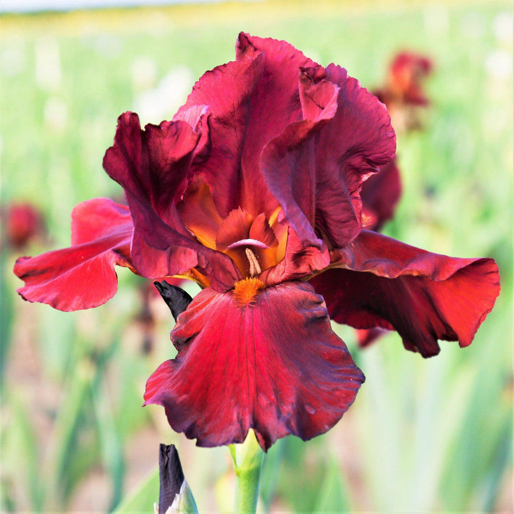 Deep Red Reblooming Bearded Iris Bernice's Legacy – Easy Grow Bulbs
