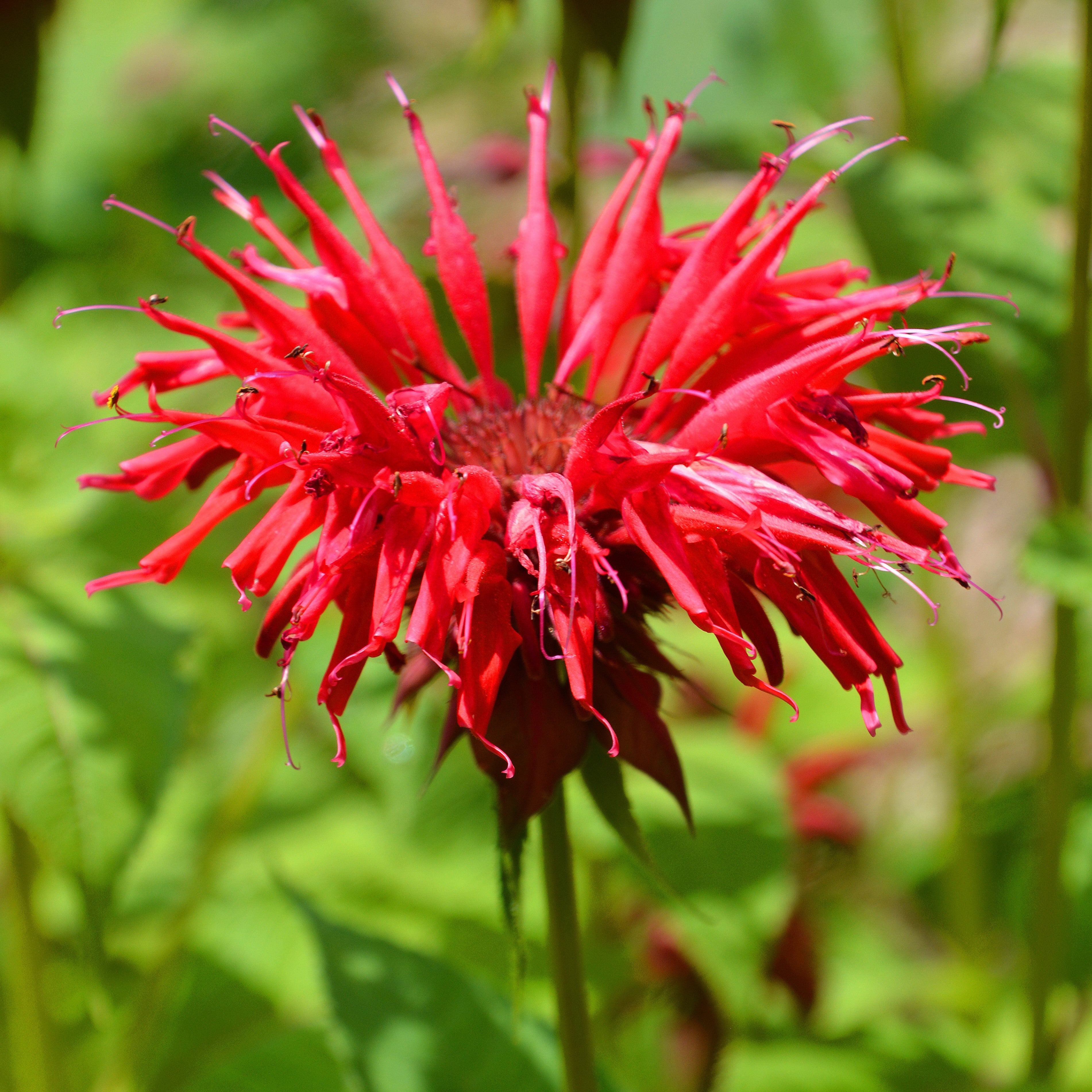 Collection 98+ Pictures Picture Of Bee Balm Flower Excellent