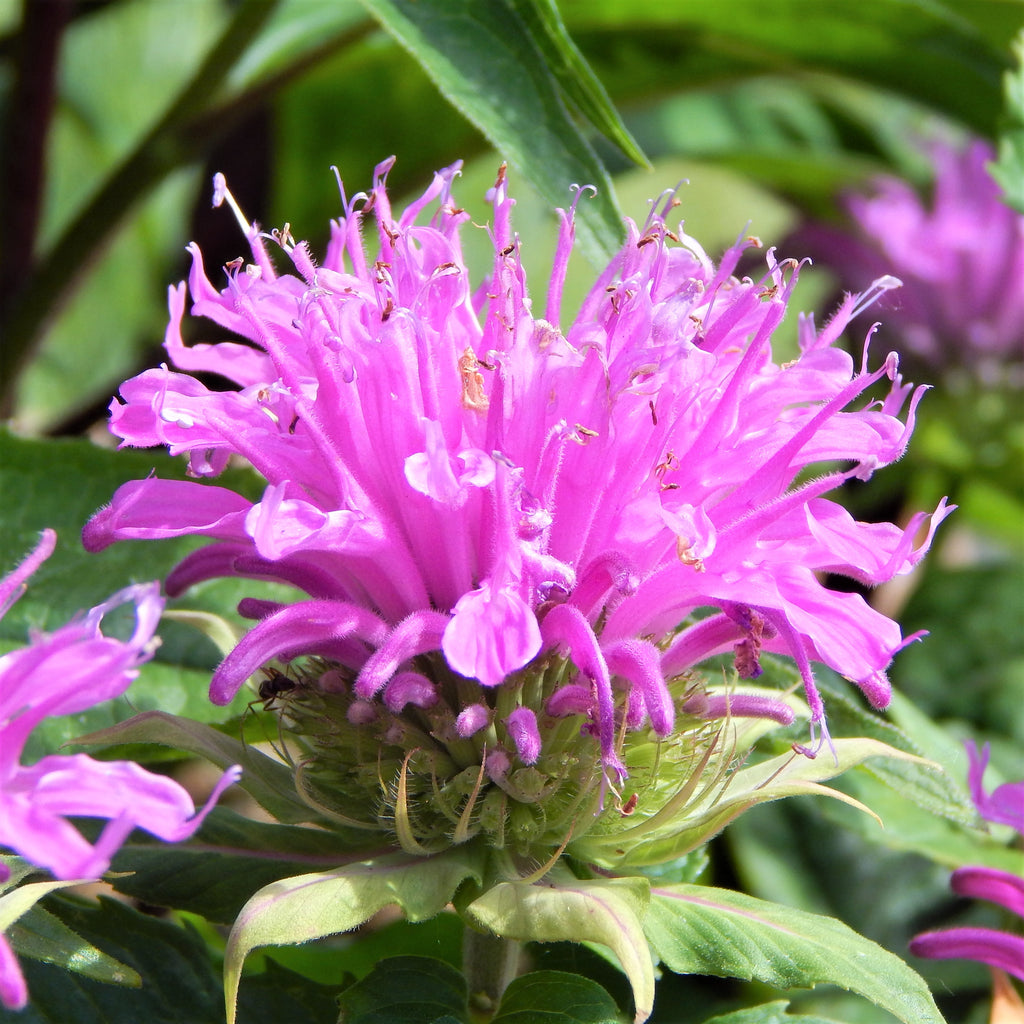 bee balm plant information