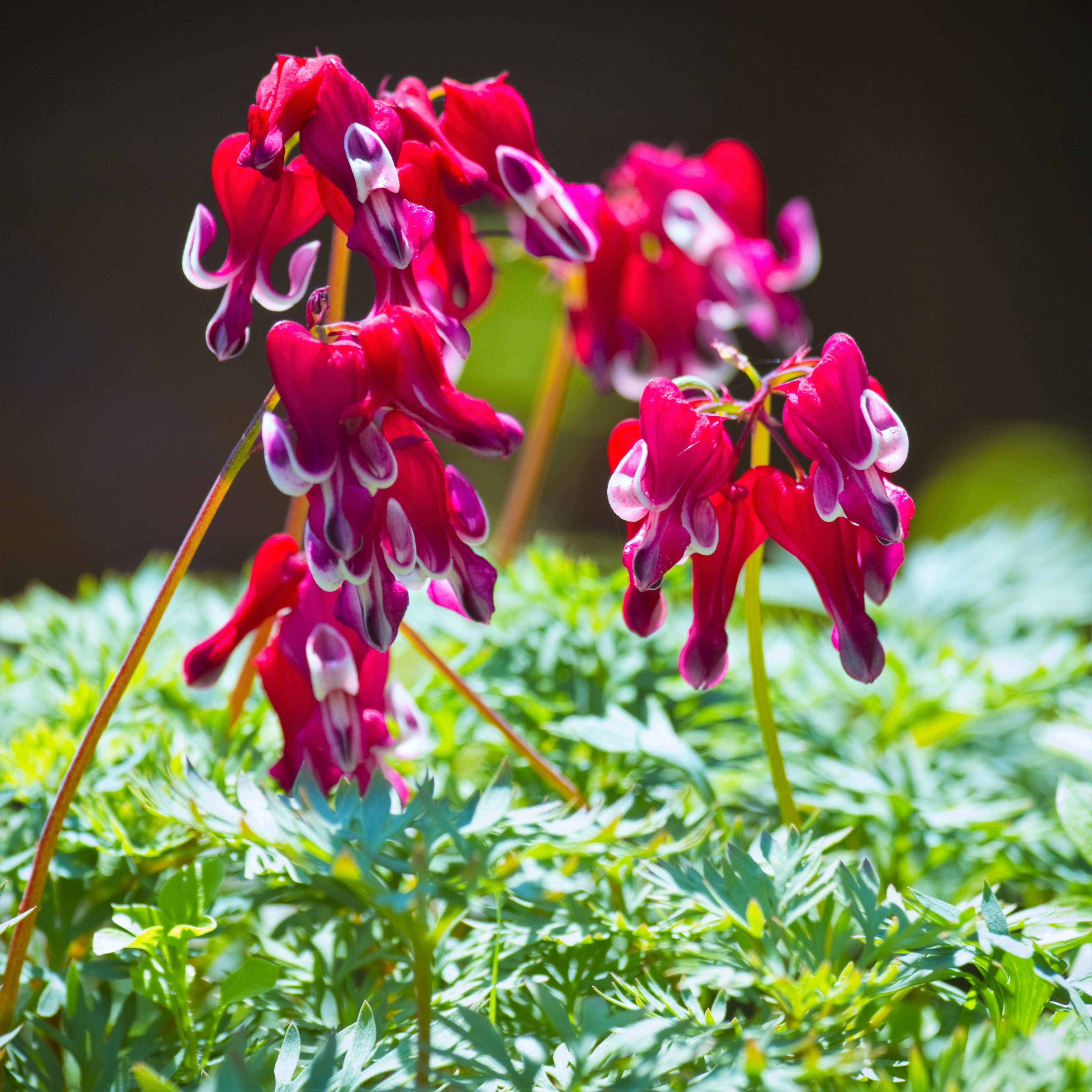 bleeding heart plant