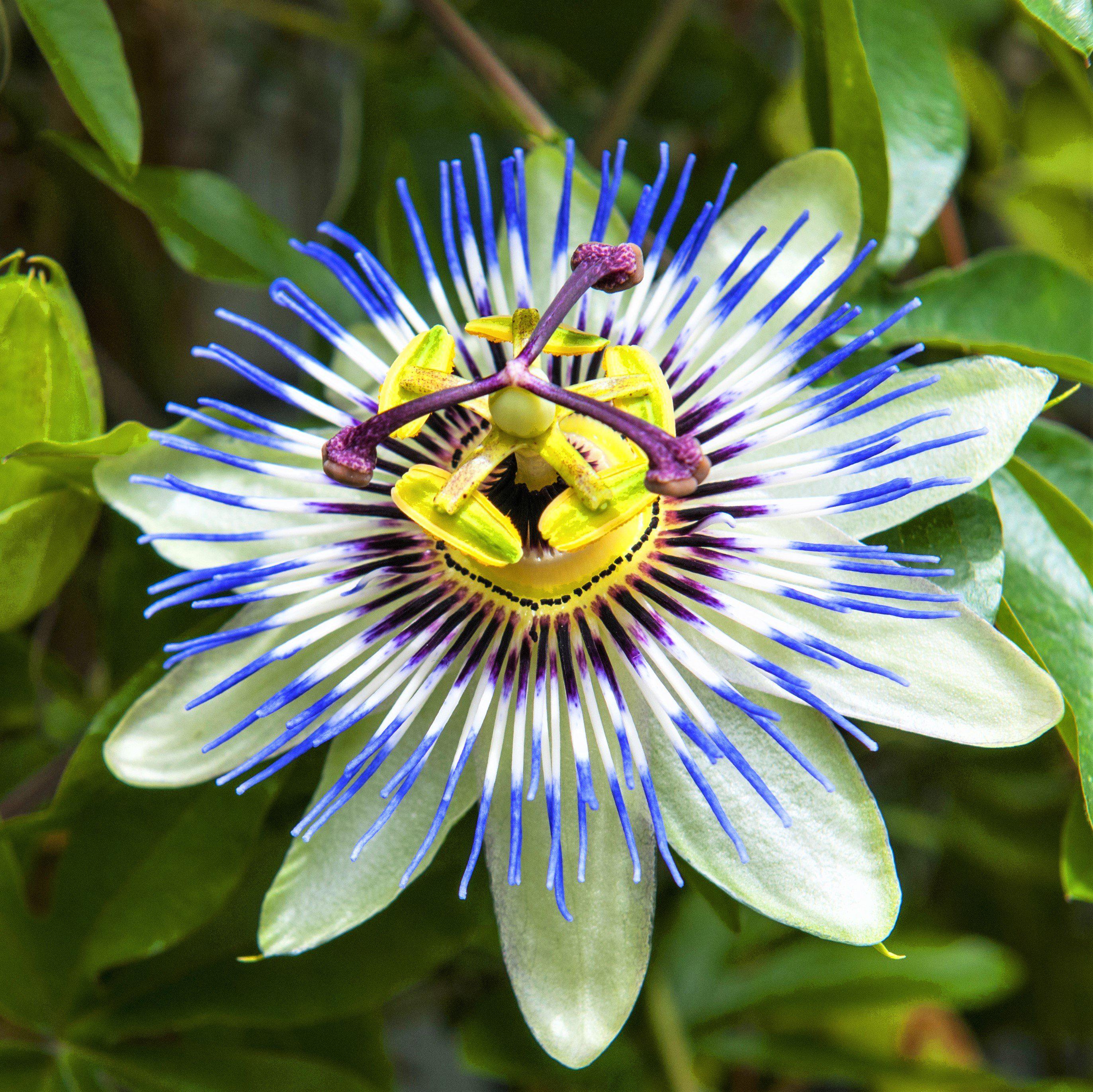 Passion Flower Passiflora Blue Crown | Blue Passiflora ...