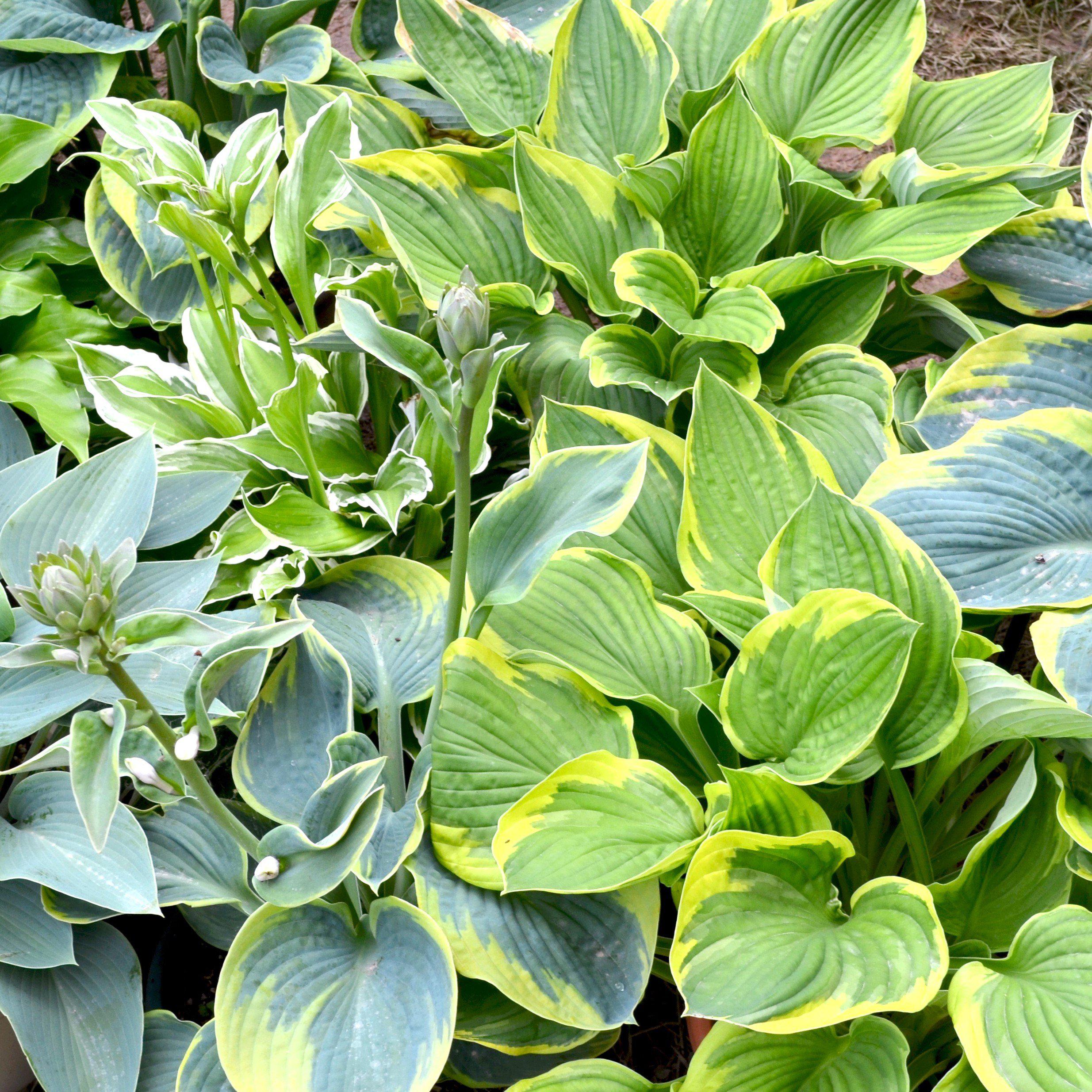 Mixed Hosta Plants For Sale Made in the Shade Collection Easy To