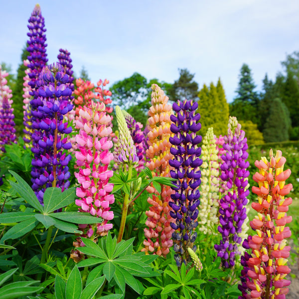 New Color Mix Lupine Plants For Sale | Lupinus - Gallery Mix – Easy To Grow BulƄs