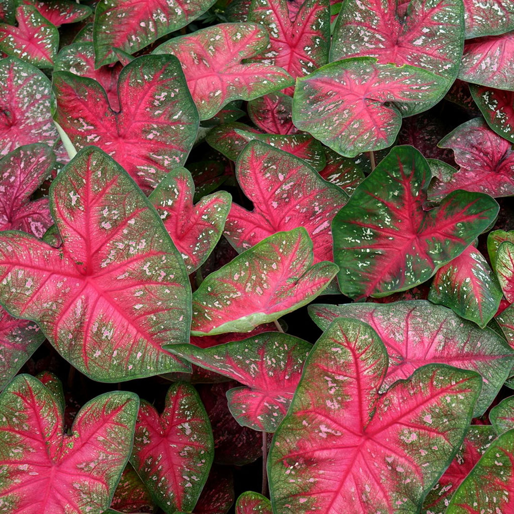 Caladium Bulbs For Sale Easy To Grow Bulbs 9923