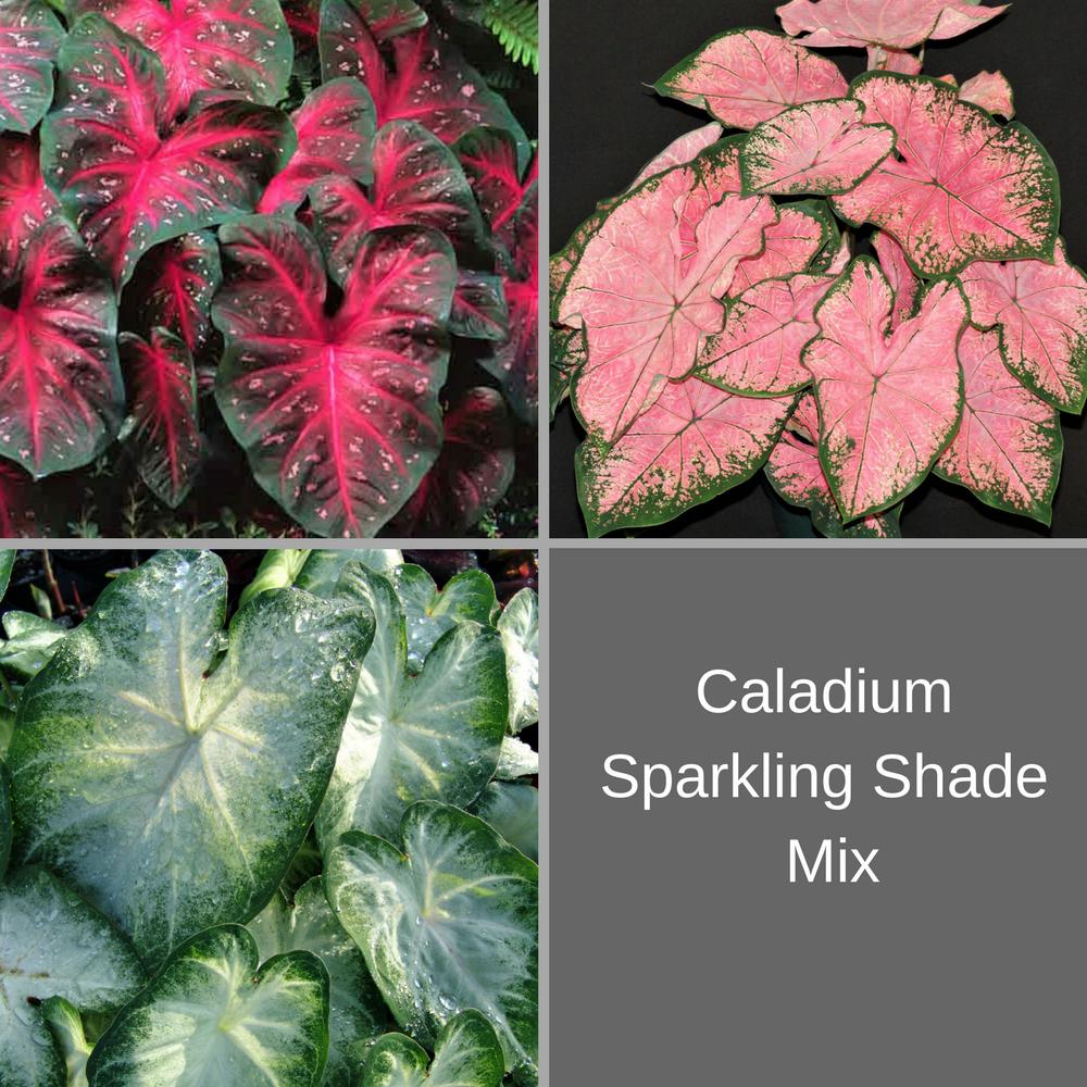 Caladium Bulbs For Sale Easy To Grow Bulbs 9117