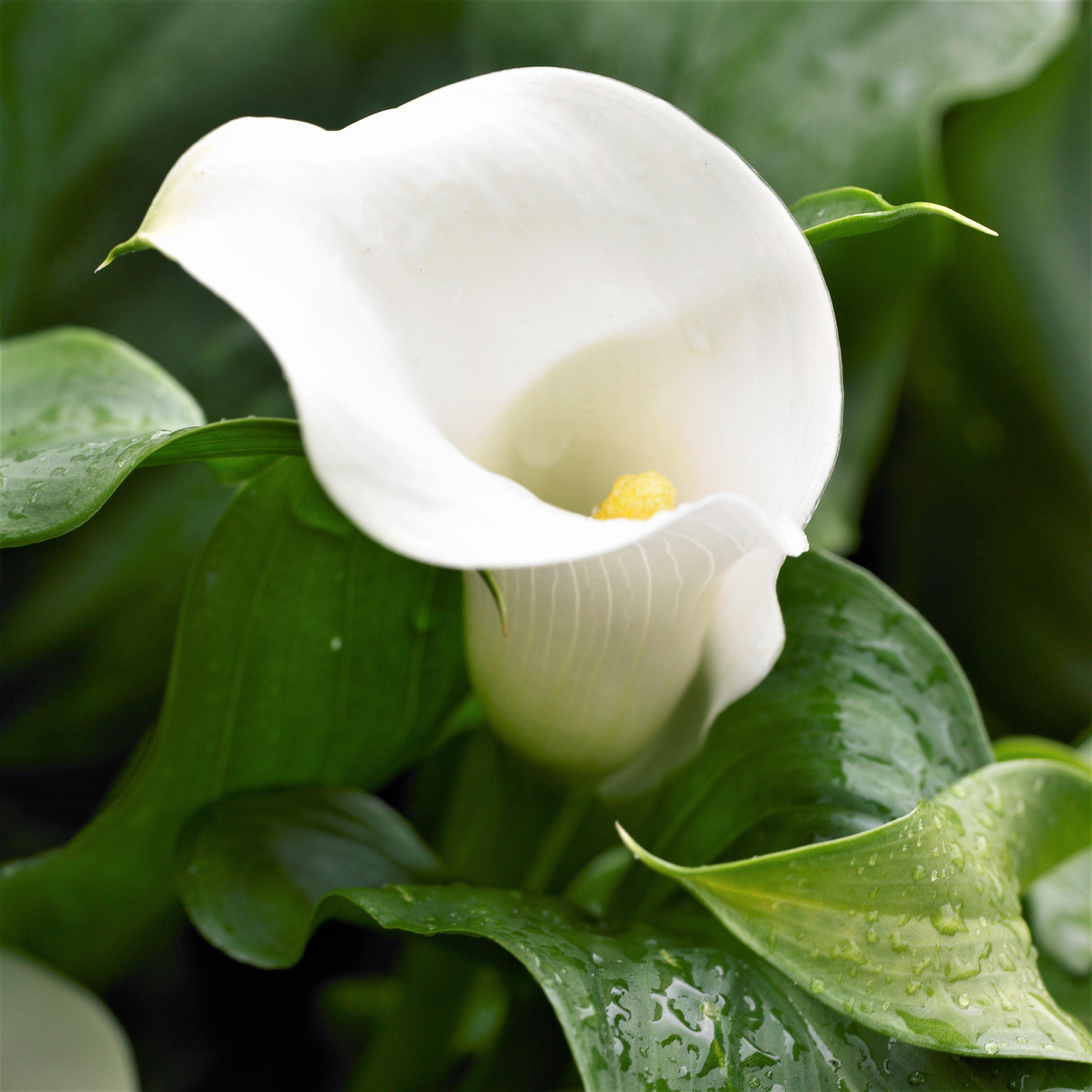 Pure White Calla Lily Bulbs For Sale Calla Bridal Bliss Easy To   Calla Bridal Bliss.IBULB 3 