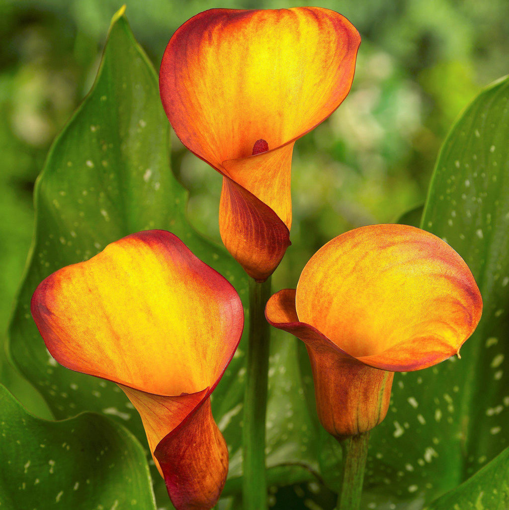 Orange Yellow Calla Lily Bulbs For Sale Calla Fire Dancer Easy To Grow Bulbs