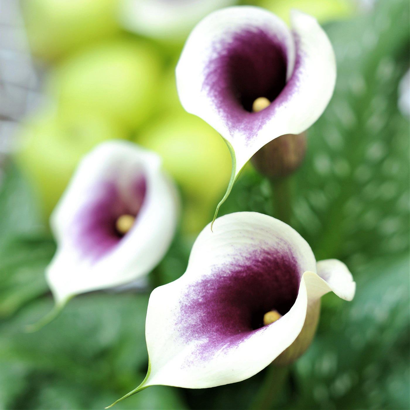 Picasso Calla Lily