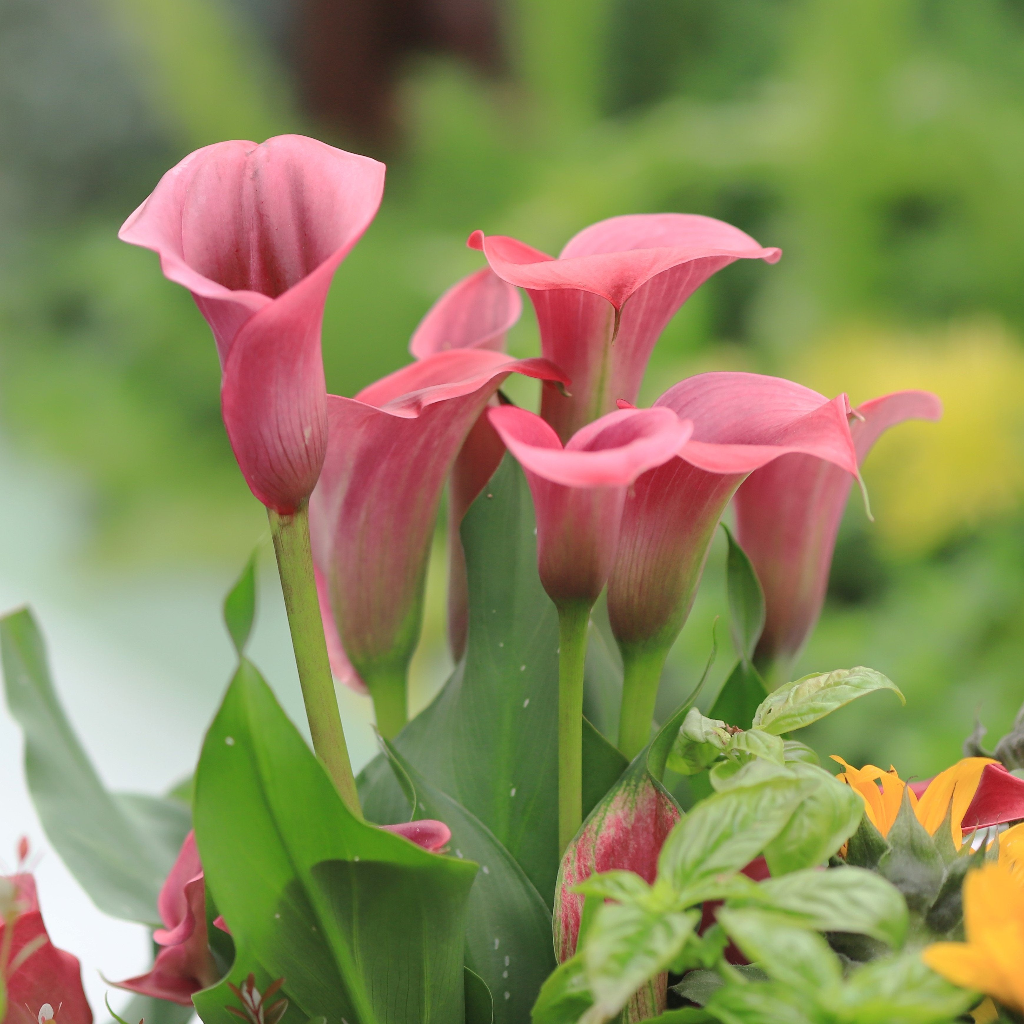 Details 100 imagen zantedeschia de colores - Abzlocal.mx