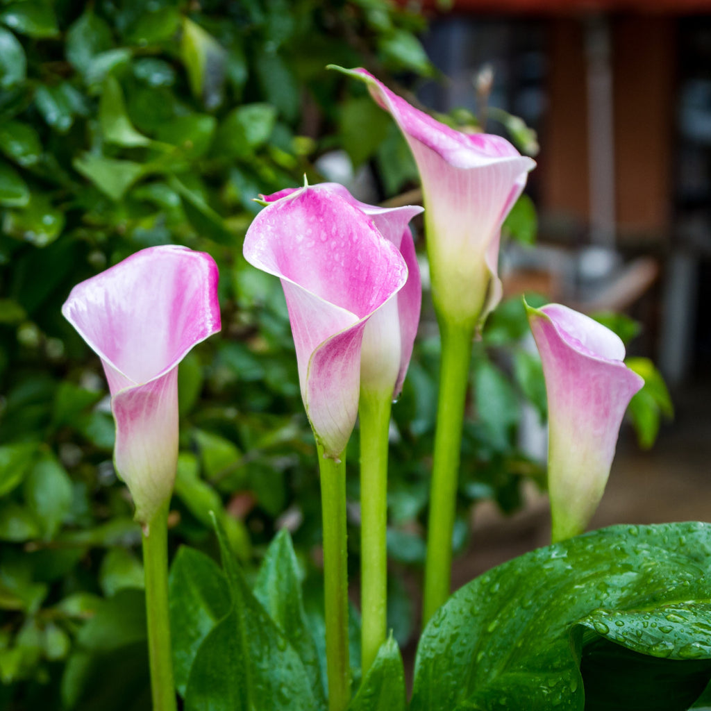 Perfectly Pink Calla Lily Bulbs For Sale Calla Pink Melody Easy To Grow Bulbs