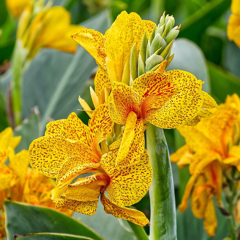 Canna Bulbs for Sale  Easy to Grow™ – Easy To Grow Bulbs