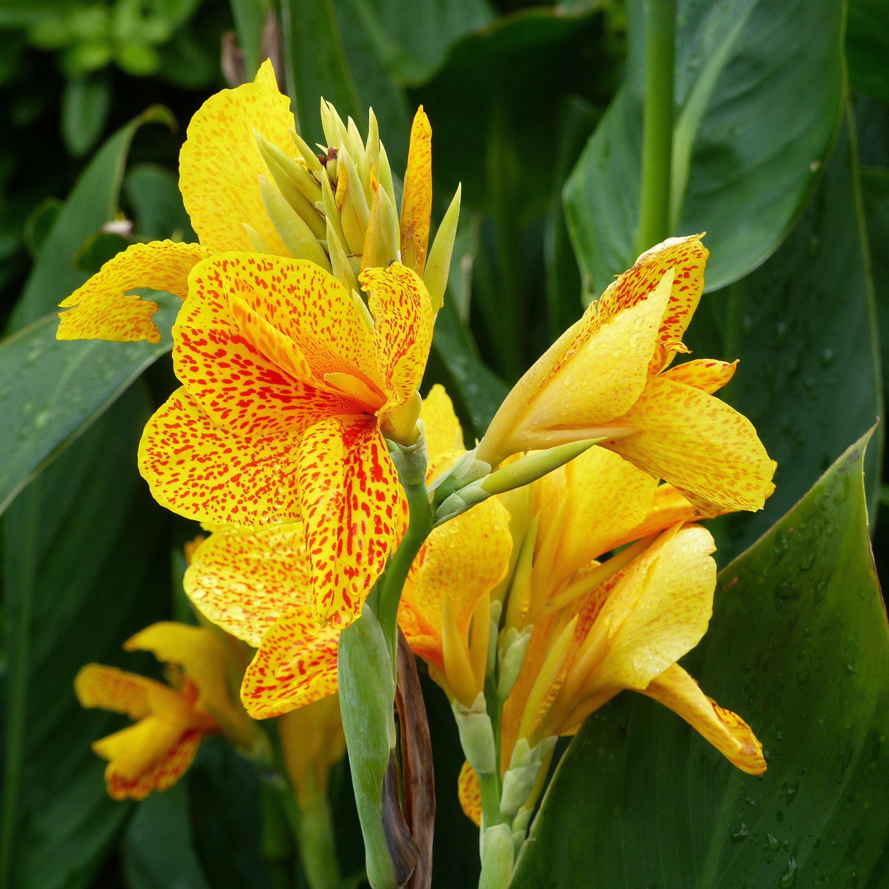 Canna plants for sale Idea