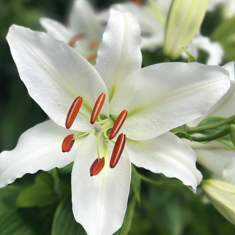 Lily of the Valley - Double White