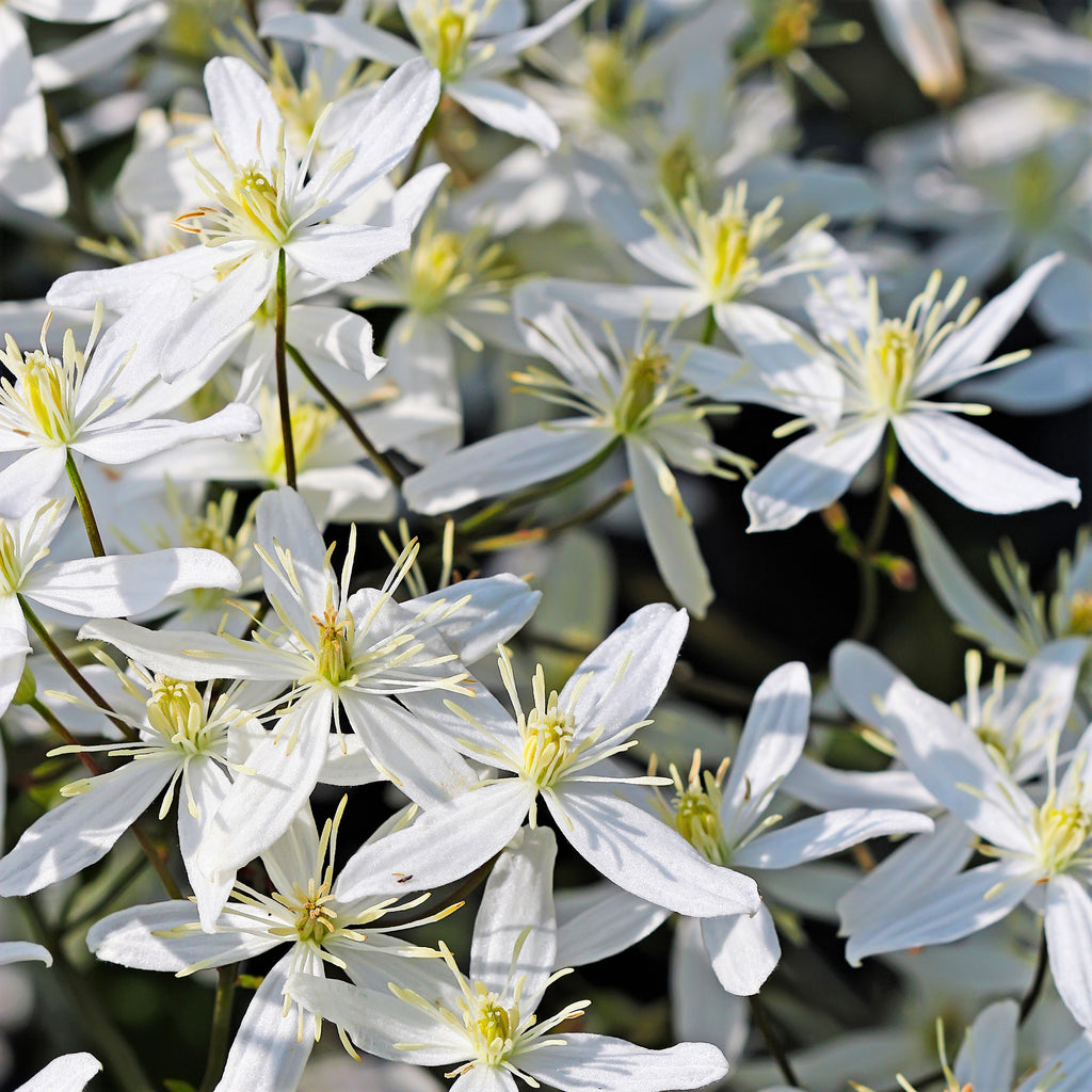 clematis paniculata