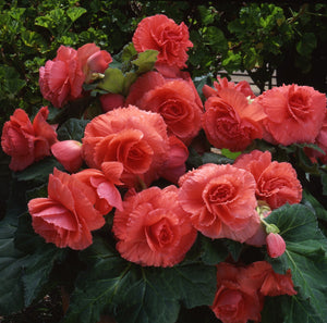 Begonias Planting Guide Easy To Grow Bulbs