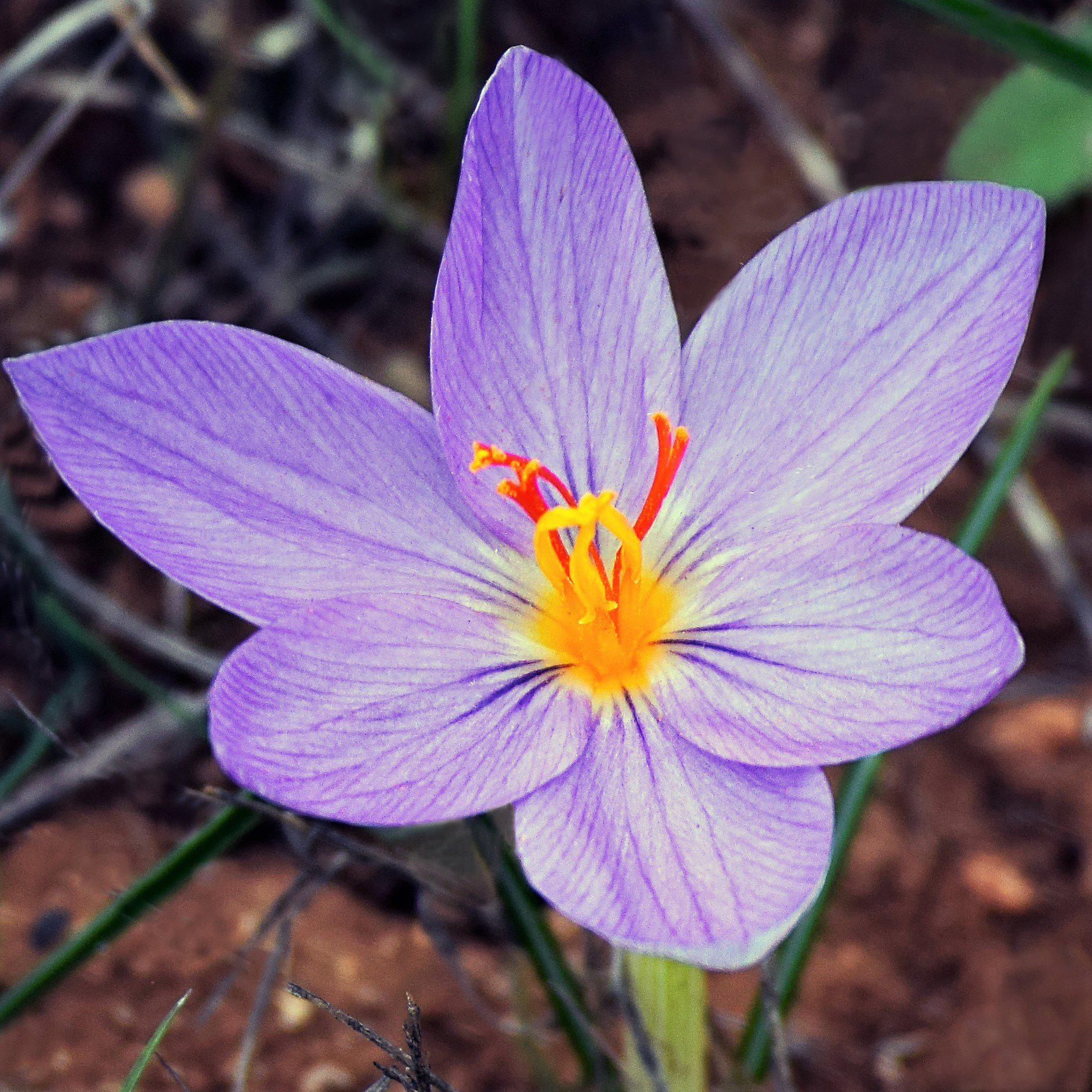 Шафран посевной. Рокус (Шафран) посевной (Crocus sativus). Крокус Шафран посевной. Crocus sativus (Крокус сативус ) Шафран посевной. Шафран специя Крокус.