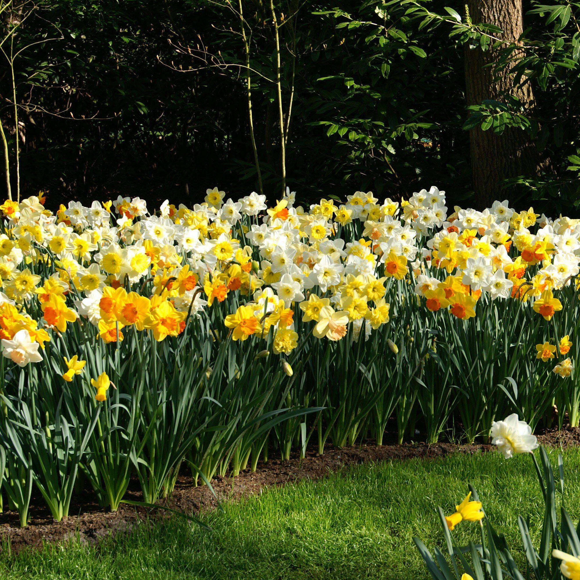 Narcissus Bulbs for Sale Online | Classic Trumpet Daffodil Mix – Easy ...