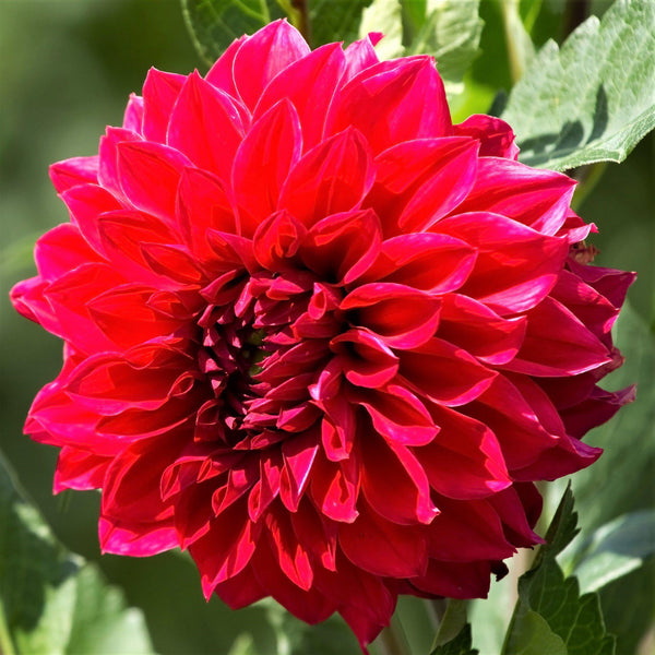 Stunning Bright Red Dahlia Bulbs For Sale Online | Barbarossa – Easy To  Grow Bulbs