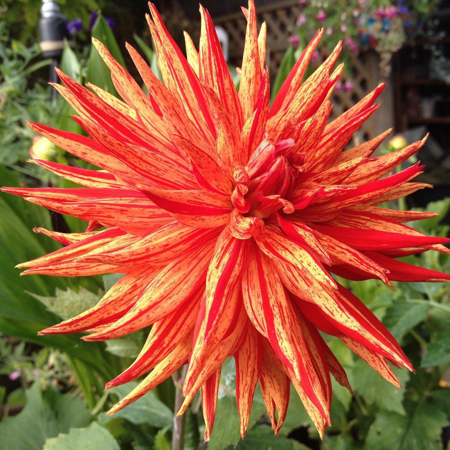 Dahlia Sparkler | Cactus Dahlia | Orange and Red Cactus ...