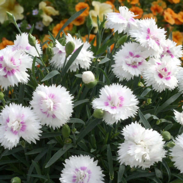 Image of Ranunculus companion plant Dianthus