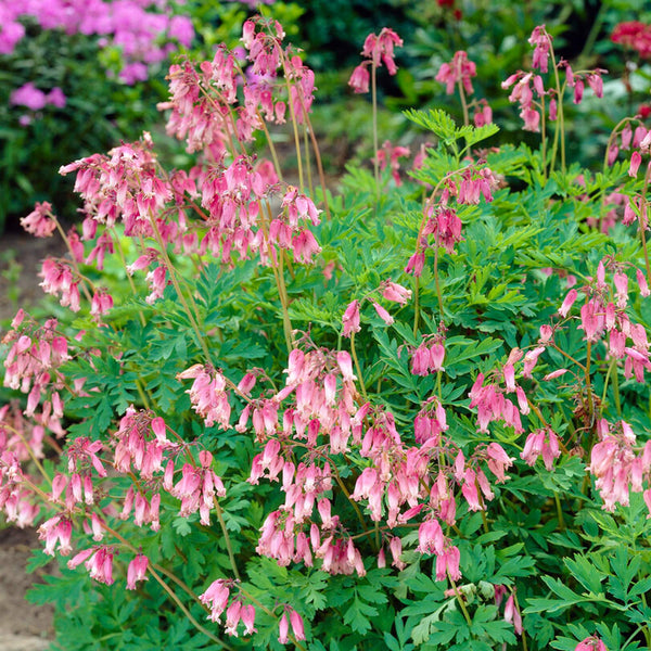 Soft Pink Bleeding Heart For Sale | Dicentra Formosa – Easy To Grow Bulbs