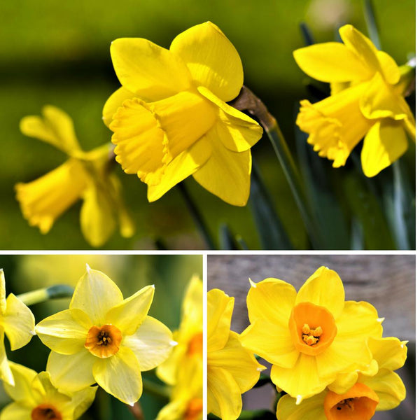 Daffodils Planting Guide – Easy To Grow Bulbs