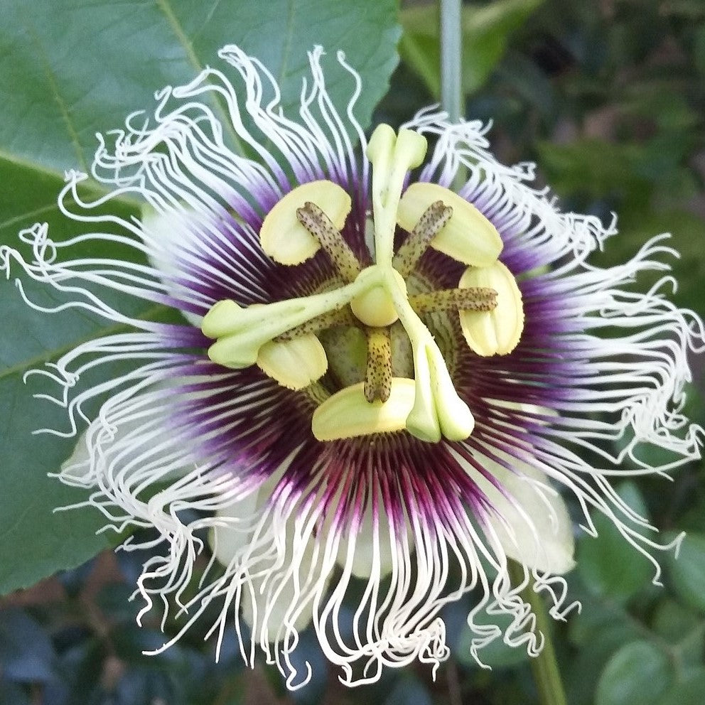 Passiflora Edulis Plant