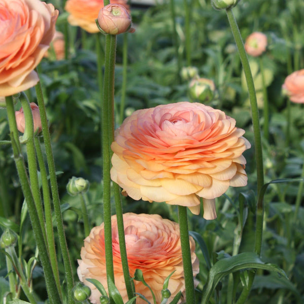 Italian Ranunculus Bulbs For Sale Online Elegance Salmon Easy To Grow Bulbs 