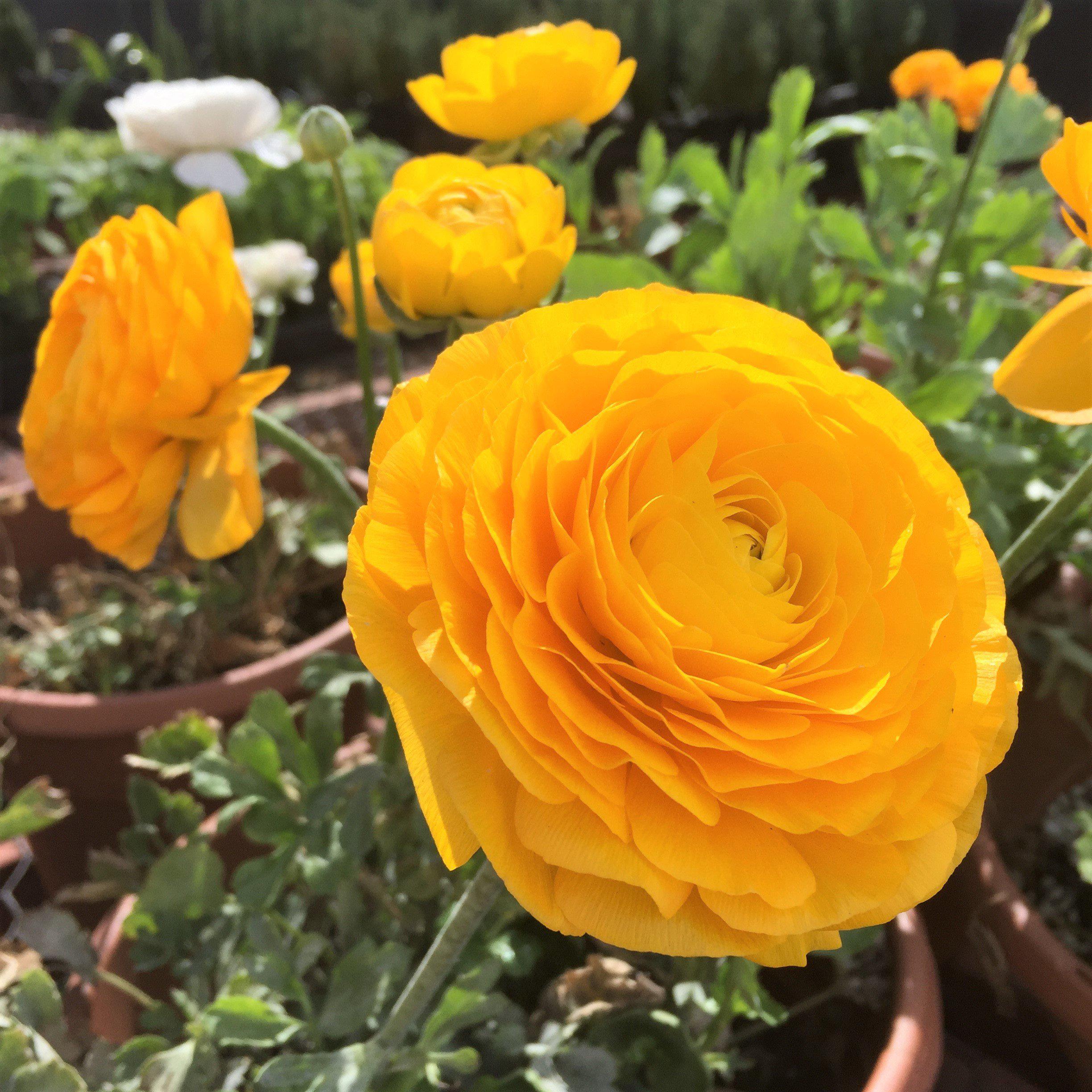 Buy Italian Ranunculus Bulbs Elegance Giallo Easy To Grow Bulbs