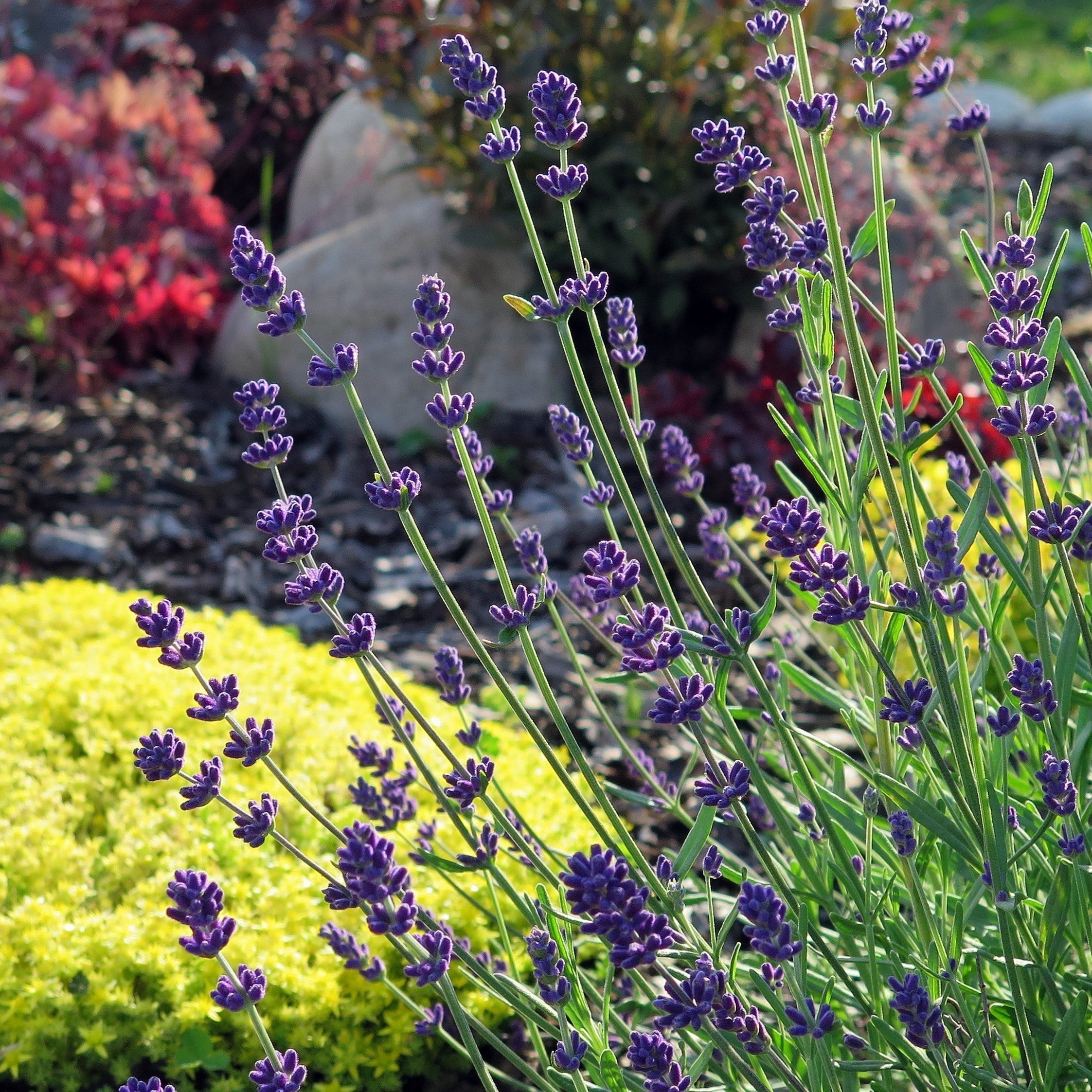 Lavender Munstead Plants For Sale Online (Fragrant) Easy To Grow Bulbs