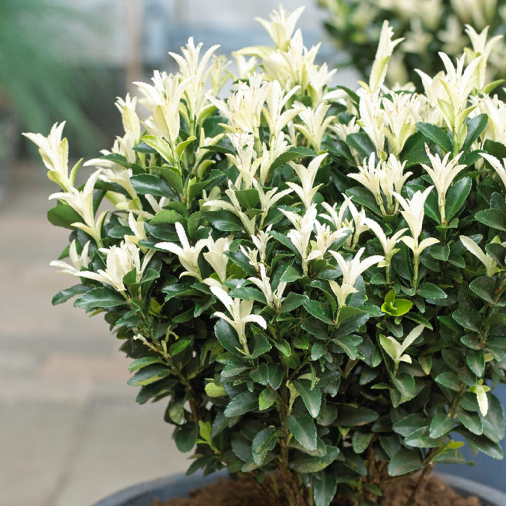 Image of Euonymus Paloma Blanca in full bloom